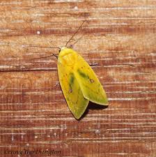 Attēlu rezultāti vaicājumam “Nolidae”