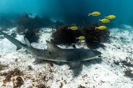 Image result for Negaprion acutidens