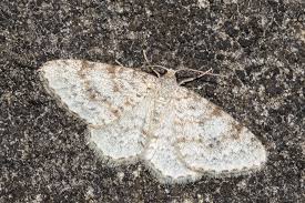 Attēlu rezultāti vaicājumam “Hydrelia sylvata”