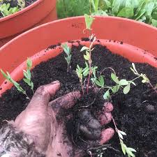 Attēlu rezultāti vaicājumam “Lathyrus tuberosus”