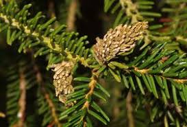 Attēlu rezultāti vaicājumam “Sacchiphantes abietis”