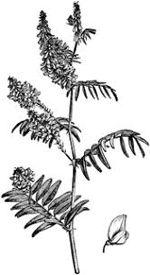 Attēlu rezultāti vaicājumam “Galega orientalis flower”