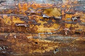 Attēlu rezultāti vaicājumam “Crustoderma dryinum”