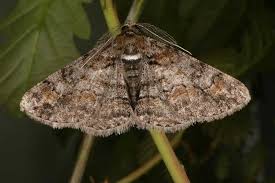 Attēlu rezultāti vaicājumam “Cleora cinctaria”