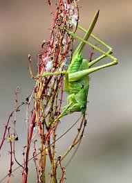 Attēlu rezultāti vaicājumam “Tettigonia viridissima”