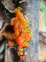 Attēlu rezultāti vaicājumam “Arcyria stipata young”