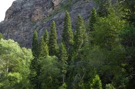 Attēlu rezultāti vaicājumam “Abies sibirica”