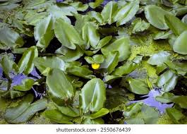 Attēlu rezultāti vaicājumam “Hydrocharis morsus-ranae leaf”