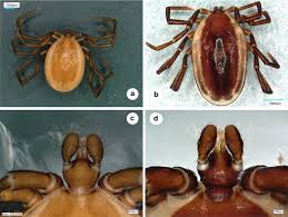 Attēlu rezultāti vaicājumam “Ixodes”