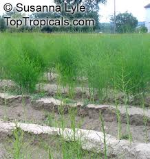 Attēlu rezultāti vaicājumam “Asparagus officinalis”