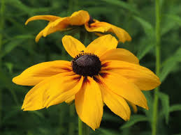 Attēlu rezultāti vaicājumam “Rudbeckia hirta var. hirta flower”