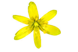 Attēlu rezultāti vaicājumam “Gagea pratensis flower”