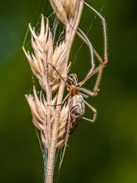 Attēlu rezultāti vaicājumam “Tetragnatha montana”