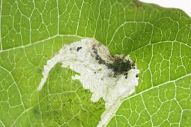 Attēlu rezultāti vaicājumam “Phyllonorycter sp.”