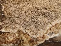 Attēlu rezultāti vaicājumam “Coriolopsis trogii”