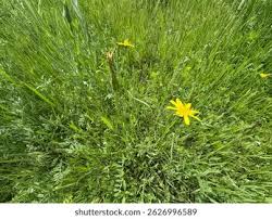 Attēlu rezultāti vaicājumam “Scorzonera humilis bud”