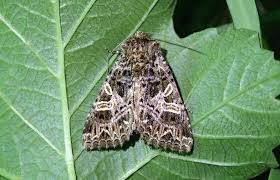 Attēlu rezultāti vaicājumam “Hadena rivularis”