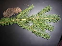 Attēlu rezultāti vaicājumam “Picea abies fo. virgata leaf”