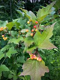Attēlu rezultāti vaicājumam “Oxycoccus microcarpus leaf”
