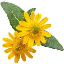 Image result for Sanvitalia procumbens