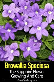 Image result for Browallia speciosa
