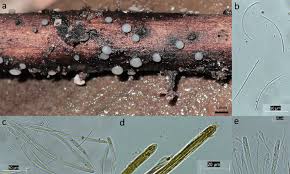 Attēlu rezultāti vaicājumam “Vibrissea decolorans”