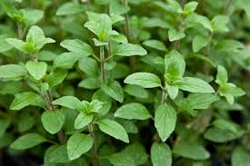 Image result for Oregano