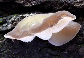 Attēlu rezultāti vaicājumam “Pseudohydnum gelatinosum”