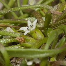 Attēlu rezultāti vaicājumam “Limosella aquatica”