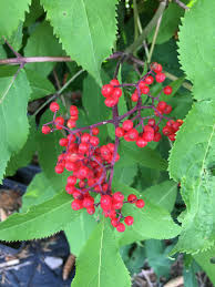 Attēlu rezultāti vaicājumam “Sambucus racemosa”