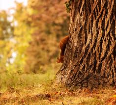 Herbstanfang im Park - Bild \u0026amp; Foto von Reiner Ugele aus Hörnchen ...