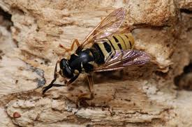 Attēlu rezultāti vaicājumam “Temnostoma vespiforme”