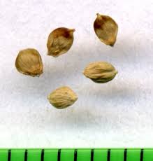 Attēlu rezultāti vaicājumam “Carex acuta fruit”