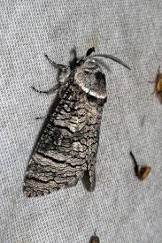 Attēlu rezultāti vaicājumam “Lamellocossus terebra”