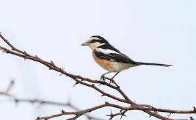 Image result for Lanius nubicus