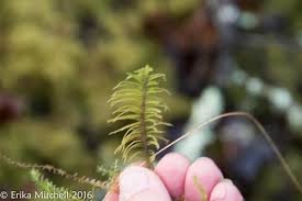 Attēlu rezultāti vaicājumam “Helodium blandowii”