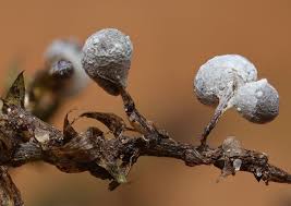 Attēlu rezultāti vaicājumam “Physarum bitectum”