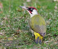 Attēlu rezultāti vaicājumam “Picus viridis”