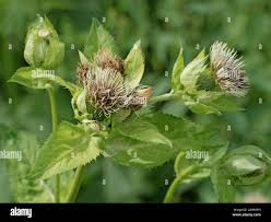 Attēlu rezultāti vaicājumam “Cirsium oleraceum flower”