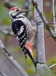 Attēlu rezultāti vaicājumam “Dendrocopos leucotos female”