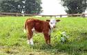 http://2.bp.blogspot.com/-kX0VOFXyISI/TgOzPYMitVI/AAAAAAAABAk/U4hX8hr6q8k/s1600/calf.jpg