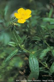 Attēlu rezultāti vaicājumam “Helianthemum nummularium”