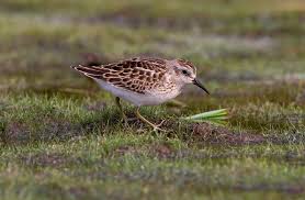 Image result for Calidris minutilla