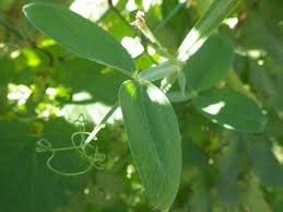 Attēlu rezultāti vaicājumam “Lathyrus latifolius leaf”