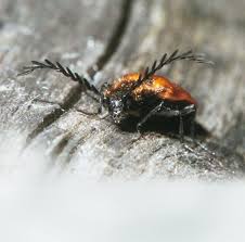 Attēlu rezultāti vaicājumam “Anostirus castaneus”