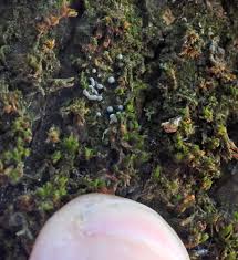 Attēlu rezultāti vaicājumam “Badhamiopsis sp.”