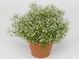 Attēlu rezultāti vaicājumam “Gypsophila muralis fruit”