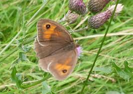 Attēlu rezultāti vaicājumam “Maniola jurtina female”