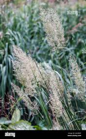 Attēlu rezultāti vaicājumam “Calamagrostis arundinacea leaf”