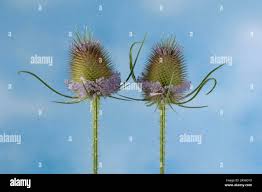 Image result for Dipsacus silvestris